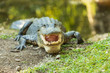 Alligator smiles for the camera