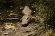 Alligator basking in the sunny swamp