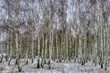 gęsty brzozowy zagajnik zimową porą przysypany śniegiem