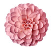 pink  flower dahlia  on a white  background isolated  with clipping path. Closeup.  for design. Dahlia.