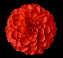 Red  Flower Dahlia  On The Black Background Isolated  With Clipping Path. Closeup.  For Design. Dahlia.