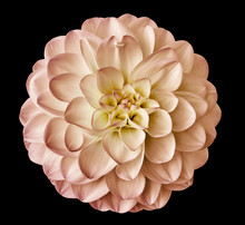 White-pink Flower Dahlia  On The Black Background Isolated  With Clipping Path. Closeup.  For Design. Dahlia.