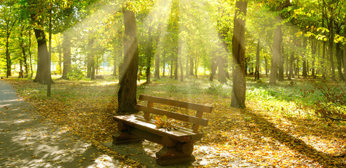 Poster - Autumn park with paths and bench. The sun rays illuminate Yellow leaves of trees. Wide photo