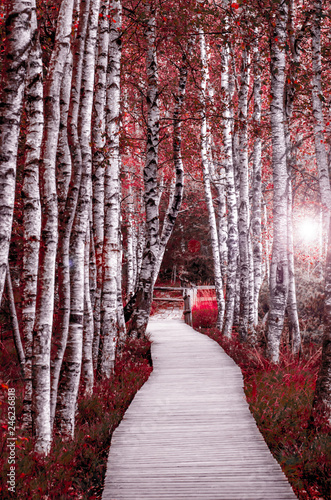 Fototapeta park birkenwald-im-schwarzwald-rot-pink