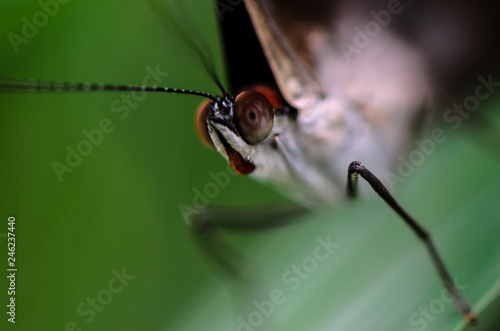 Zdjęcie XXL Tropikalny motyl