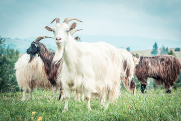 portrait of domestic goat