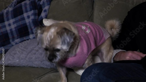 Stock Video Of Cute Long Hair Pug Sitting On A Couch Before