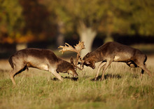 Two Male Fallow Deer Fighting During Rut