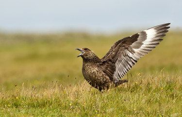 Wall Mural - close-up of a great skua bonxie displaying