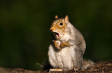 Close up of a grey squirrel yawning