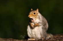 Close Up Of A Grey Squirrel Yawning