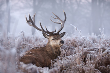 Wall Mural - Close-up of a red deer stag in winter