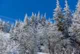 Fototapeta Las - Amazing winter landscape of Vitosha Mountain with snow covered trees, Sofia City Region, Bulgaria