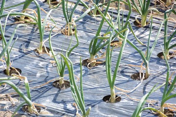 Poster - Cultivation of onion