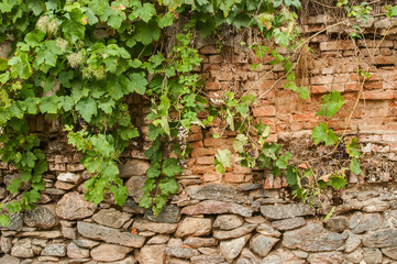 Wall Mural - Old rural weathered aged stone and brick of country house garden wall with creeping plants closeup as background