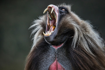 a very big growl