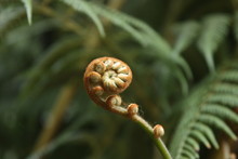 Fern Cocoon Always Related To Its Spiral Shape