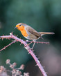 Robin perched on a blackberry branch looking at the camera