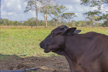 beautiful cow in a farm in venezuela