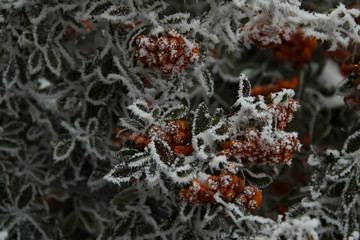 frosted orange and green 4