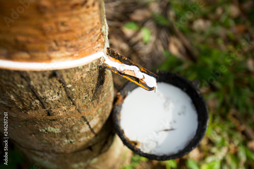 Fotografía Rubber Tree Plantation in Thailand