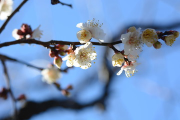 Canvas Print - The arrival the Japanese plum blossom season