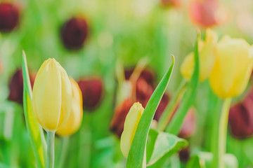 Wall Mural - Group of colorful tulip in the flower garden.