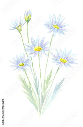 マーガレット 水彩イラスト Buy This Stock Illustration And Explore Similar Illustrations At Adobe Stock Adobe Stock