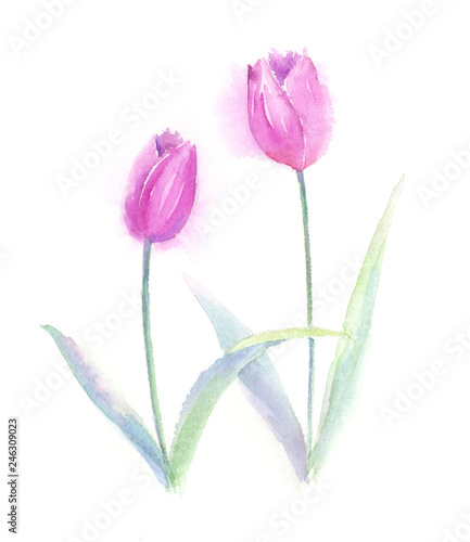寄り添うチューリップ 水彩イラスト Buy This Stock Illustration And Explore Similar Illustrations At Adobe Stock Adobe Stock