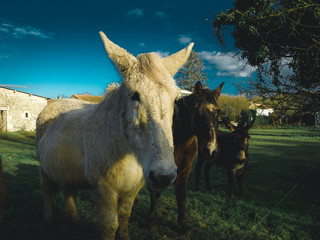 Canvas Print - Equidés à la campagne