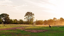 Australian Kangaroo In A Field At Sunset