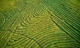 Fototapeta Na ścianę - Aerial view shot from drone of green tea plantation, Top view aerial photo from flying drone of a tea plantation