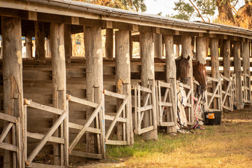 Wall Mural - horses in stables