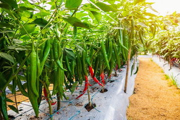 chilli peppers plant in organic garden