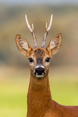 Portrait of a roe deer, capreolus capreolus, buck in summer with clear blurred background. Detail of rebuck head. Clouse-up of wild animal in natural environment.