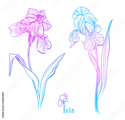 Iris Flowers Isolated Vector Illustration Color Iris Flowers Sketch Buy This Stock Vector And Explore Similar Vectors At Adobe Stock Adobe Stock 1) draw a rectangle that will define the conditional proportions and boundaries of the chosen drawing. iris flowers isolated vector
