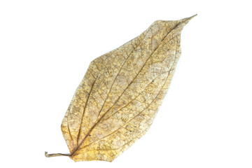 Canvas Print - Wildbetal leaf bush  Close up