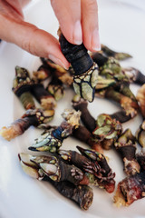 Hand picking up a barnacle from a plate