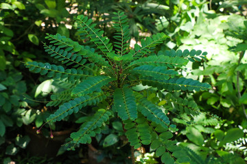 Sticker - Phyllanthus pulcher Wall at garden