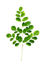 Wall Mural - Leaf Moringa Close up