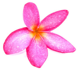 Sticker - Plumeria Close Up