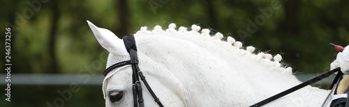 Fotografía Horse Dressage White in the form of a head under the rider, following the vertical line, the neckline with braided mane was photographed