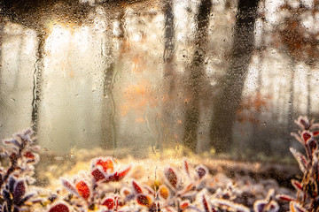 Wall Mural - Water droplets on a window pane with beautiful defocused scenery outside.