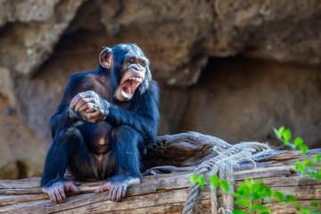 Wall Mural - Funny Chimpanzee baby in Loro Park zoo in Puerto de la Cruz. Tenerife, Spain