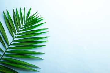 Top view of big green leaf of a exotic parlor palm on sky blue gradient background with a lot of copy space for text. Minimalistic flat lay composition w/ large branch of tropical plant. Close up