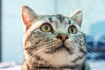 Beautiful grey cat