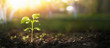 Leinwandbild Motiv Young Plant in Sunlight, Growing plant, Plant seedling