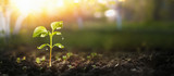 Young Plant in Sunlight, Growing plant, Plant seedling Young Plant in Sunlight, Growing plant, Plant seedling