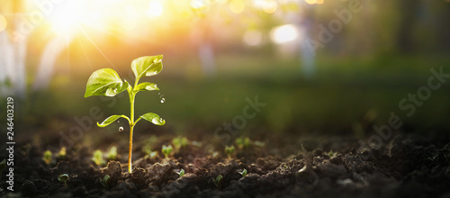 Cuadros en Lienzo Young Plant in Sunlight, Growing plant, Plant seedling