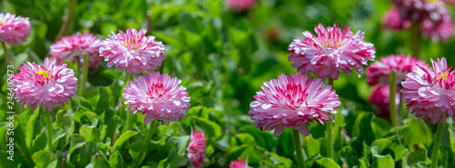 border spring background pink daisies on a flowerbed
